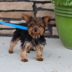 Penny/Yorkie									Puppy/Female	/8 Weeks,Meet Penny, an absolutely precious little AKC Yorkie girl with a heart full of sweetness and charm! With her bright, twinkling eyes, tiny frame, and silky soft coat, she’s as adorable as can be. She loves prancing around with playful energy, chasing after toys, and showing off her spunky personality. But when she’s all tuckered out, her favorite place to be is snuggled up close, soaking in all the cuddles she can get. Full of love, joy, and sparkle, She is the kind of puppy who will instantly steal your heart.