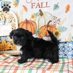 Sami/Shih-Poo									Puppy/Male	/12 Weeks,Meet Sami! This adorable Shih-Poo puppy is vet checked & up to date on shots & wormer, plus comes with a health guarantee provided by the breeder! Sami is well socialized & currently being family raised with children!