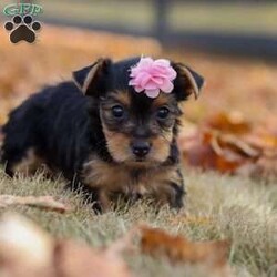 Penny/Yorkie									Puppy/Female	/8 Weeks,Meet Penny, an absolutely precious little AKC Yorkie girl with a heart full of sweetness and charm! With her bright, twinkling eyes, tiny frame, and silky soft coat, she’s as adorable as can be. She loves prancing around with playful energy, chasing after toys, and showing off her spunky personality. But when she’s all tuckered out, her favorite place to be is snuggled up close, soaking in all the cuddles she can get. Full of love, joy, and sparkle, She is the kind of puppy who will instantly steal your heart.