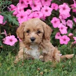 Kiva/Mini Labradoodle									Puppy/Female	/9 Weeks,Meet Kiva, a precious hypoallergenic F1bb mini labradoodle.  She is cuddly and sweet and enjoys snuggles. She has been loved and played with alot as she is family raised and enjoys being with children. She has an adorable personality,  so sweet and gentle. She comes with a clear vet check,  up to date vaccinations, and dewormed.  Her mom weighs 30 lbs. and her dad weighs 10 lbs. She will likely grow to weigh somewhere between the two. She is ready to join her new family! 
