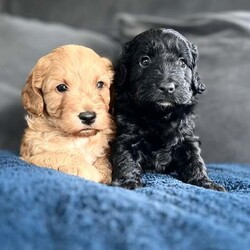Adopt a dog:F1 gorgeous cockapoo puppies 2 boys /Cockapoo/Female/5 weeks,F1 cockapoo puppies  2 boys , 5 weeks old, born and raised in the heart of our home .