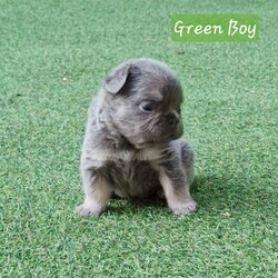 Adopt a dog:Lilac & Tan Fluffy French Bulldog Puppies For Sale /French Bulldog/Female/4 weeks,KC registered Lilac and Tan full fluffy puppies carrying cream and possible Isabella chocolate 3 girls, 2 boys available chunky compact pups with great structure, will be ready to leave for their furrever homes on the 5th of November brought up in a family environment used to household noises. Can be seen with Mother