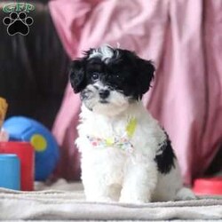 Drew/Shih-Poo									Puppy/Male	/12 Weeks,Say hello to Drew, our sweet little Shihpoo! With his silky-soft coat, bright eyes, and irresistible charm, Drew is sure to steal hearts wherever he goes. He’s everything you’d expect from a Shihpoo-sweet, playful, and happiest when he’s right by your side. Raised with lots of love and care, Drew is well-socialized and ready to join his forever family. Whether he’s bouncing around with joy or snuggling up for cuddle time, this little guy is guaranteed to bring endless smiles and love to your home.