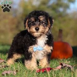 Georgie/Yorkie Poo									Puppy/Male	/12 Weeks,Meet Georgie! This adorable Morkie boy is a tiny bundle of love with a big personality! With his soft, fluffy coat and sparkling eyes, he’s impossible to resist. Georgie loves to be the center of attention and will happily follow you around, always ready for snuggles or a playful adventure. Despite his small size, he has a heart full of love and a playful spirit that will brighten your days. Whether it’s curling up in your lap, chasing his favorite toy, or giving sweet puppy kisses, Georgie knows how to melt hearts in an instant.