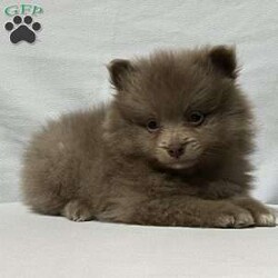 Ronnie/Pomeranian									Puppy/Male	/8 Weeks,Come meet Ronnie! This handsome guy is sure to please with everything he does. From playing with his toys to being super intelligent. He is raised in a clean and loving environment and is well socialized with adults and children as well as various other animals. He is vet checked to ensure good health and is up to date on vaccines and deworming. We also offer a health guarantee. Feel free to call or text with any questions and I will be happy to answer:) all Sunday inquiries will be returned Monday morning at my earliest convenience. Delivery is also an option 