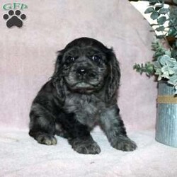 Lavendar/Cocker Spaniel									Puppy/Female	/August 27th, 2025,Are you looking for a classic family dog who was born to be snuggled? This Cocker Spaniel puppy has had all the love and attention from our family starting on day one and is ready to have a forever family to share puppy kisses with! Each puppy comes up to date on shots and dewormer, has been vet checked, and comes with an extended health guarantee for your peace of mind! The mother Lily is our family dog and she is a great momma to her puppies teaching them how to play and explore. If you are looking for the ideal family dog contact us today to learn how you can make this puppy your own!