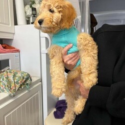 13 Week Cavapoo Female Cavapoo is available for adoption