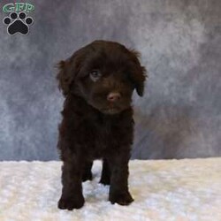 Tally/Portuguese Water Dog									Puppy/Female	/62 Weeks,Meet Tally, an adorable Portuguese Water Dog — the perfect blend of brains, beauty, and affection! This little bundle of fluff is full of playful energy and sweet cuddles.