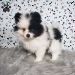 Lola/Pomeranian									Puppy/Female	/9 Weeks,Lola is a sweet pomeranian puppy with a gentle disposition. This cutie is well socialized and will be so happy to meet you! Lola has been vet checked and is up-to-date on shots and deworming. She will be a great addition to your family. For more information or to schedule a visit please call or text us today. 