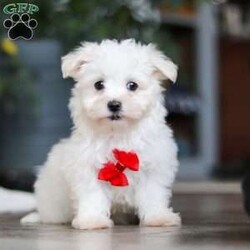 Riley/Maltese									Puppy/Male	/10 Weeks,Hi there! I’m Riley — a tiny Maltese puppy with a big, happy heart! My soft, fluffy white coat and bright button eyes make it hard for anyone to resist picking me up for cuddles. I love to bounce around, chase my toys, and show off my playful side, but I’m just as happy curling up in your lap for a cozy nap. I’m full of love, sweetness, and charm — and I can’t wait to find a forever family to share all my puppy snuggles and tail wags with!