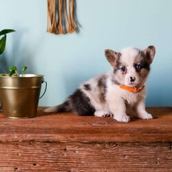 Grant/Pembroke Welsh Corgi									Puppy/Male	/8 Weeks,Our adorable Corgi puppies each have their own unique coloring and gentle, cheerful personality. They’re calm, playful, and ready to join your family. Every puppy is vet checked, dewormed, and up to date on shots. They’re well socialized and spend lots of time with our children, making them excellent companions for families looking for a friendly, easygoing pup.