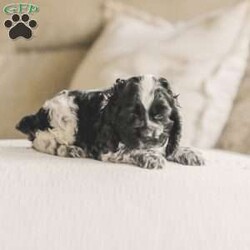 Mona/Cocker Spaniel									Puppy/Female	/8 Weeks,Meet our AKC Cocker Spaniel puppies! They are family raised and love to follow our three year old everywhere! 