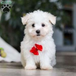 Riley/Maltese									Puppy/Male	/10 Weeks,Hi there! I’m Riley — a tiny Maltese puppy with a big, happy heart! My soft, fluffy white coat and bright button eyes make it hard for anyone to resist picking me up for cuddles. I love to bounce around, chase my toys, and show off my playful side, but I’m just as happy curling up in your lap for a cozy nap. I’m full of love, sweetness, and charm — and I can’t wait to find a forever family to share all my puppy snuggles and tail wags with!