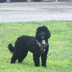 Raven/Portuguese Water Dog									Puppy/Female	/September 13th, 2025,Raven is a very outgoing busy little girl that is always full of mischief!She loves to play in the leaves but is always ready for a good snuggle after her playtime.She is up to date on vaccinations and wormer.parents have both been health tested and are clear .please feel free to call or text for more info