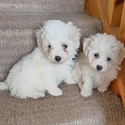 Bichon Frise Pups/Bichon Frise/Female/9 weeks,Full breed pups. Mother an father family pets. Non shed. Very playful. First vaccination. Ready to go. Male an female 