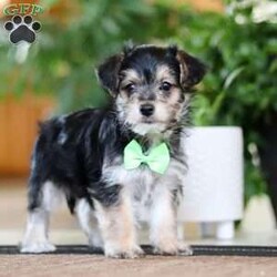 Travis/Morkie / Yorktese									Puppy/Male	/8 Weeks,Meet Travis, our adorable Morkie boy with a heart full of sweetness and a personality that shines! This handsome little guy is the perfect mix of his Maltese and Yorkie parents—loving, playful, and irresistibly cute. With his soft, fluffy coat and bright, curious eyes, Travis is sure to steal your heart the moment you meet him. He loves to play, explore, and snuggle up for cozy naps, making him the perfect companion for both fun and relaxation.