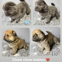 Chowchow puppy’s/Chow Chow/Female/4 weeks,Beautiful litter of chow chow pups looking for their forever homes .born 20th October .will come with first vaccination and all will be kc registered.pictures of mum and dad can be seen in the ad.3 girls and 1 blue boy .deposits now being took for these beautiful pups .viewings now being took. 