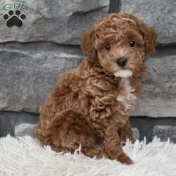 Skittles/Toy Poodle									Puppy/Male	/8 Weeks,I offer a one year health guarantee. Up to date on shots and dewormings. Skittles is well socialized and loves attention. He is great with kids and other pets. I’m looking for a loving indoor home. Shipping options are available anywhere in the US. All Sunday calls are returned on Mondays. Thanks Jon