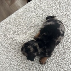 Miniature dachshund puppies for sale!!!/Dachshund/Female/3 weeks,Our beautiful dogs have had puppies. Both dogs are 4 years old and this is our first and only litter. Both dogs are kC registered. The puppies will have 1st and 2nd vaccinations paid for and microchipped. They will be wormed and flead and vet checked. 