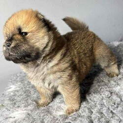 Chowchow puppy’s/Chow Chow/Female/4 weeks,Beautiful litter of chow chow pups looking for their forever homes .born 20th October .will come with first vaccination and all will be kc registered.pictures of mum and dad can be seen in the ad.3 girls and 1 blue boy .deposits now being took for these beautiful pups .viewings now being took. 