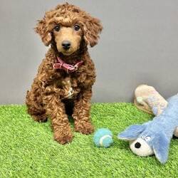 Skittles/Toy Poodle									Puppy/Male	/8 Weeks,I offer a one year health guarantee. Up to date on shots and dewormings. Skittles is well socialized and loves attention. He is great with kids and other pets. I’m looking for a loving indoor home. Shipping options are available anywhere in the US. All Sunday calls are returned on Mondays. Thanks Jon