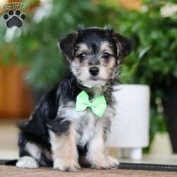 Travis/Morkie / Yorktese									Puppy/Male	/8 Weeks,Meet Travis, our adorable Morkie boy with a heart full of sweetness and a personality that shines! This handsome little guy is the perfect mix of his Maltese and Yorkie parents—loving, playful, and irresistibly cute. With his soft, fluffy coat and bright, curious eyes, Travis is sure to steal your heart the moment you meet him. He loves to play, explore, and snuggle up for cozy naps, making him the perfect companion for both fun and relaxation.