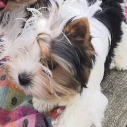 Enchanting Biewer Terrier Puppies /Biewer Terrier/Female/6 months,My darling Demelza presented me with 3 beautiful boy puppies.  Two are available for reservation to the kindest pet homes.  The boys are microchipped, vaccinated, health checked and ready to start life with their new families. They are affectionate, confident puppies, well socialised, used to warm baths, hairdryers and being groomed. 