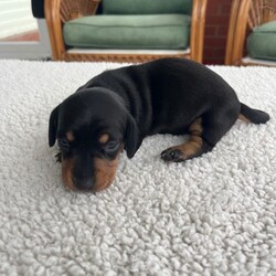 Miniature dachshund puppies for sale!!!/Dachshund/Female/3 weeks,Our beautiful dogs have had puppies. Both dogs are 4 years old and this is our first and only litter. Both dogs are kC registered. The puppies will have 1st and 2nd vaccinations paid for and microchipped. They will be wormed and flead and vet checked. 