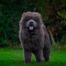 Chowchow puppy’s/Chow Chow/Female/4 weeks,Beautiful litter of chow chow pups looking for their forever homes .born 20th October .will come with first vaccination and all will be kc registered.pictures of mum and dad can be seen in the ad.3 girls and 1 blue boy .deposits now being took for these beautiful pups .viewings now being took. 