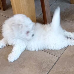 Bichon Frise Pups/Bichon Frise/Female/9 weeks,Full breed pups. Mother an father family pets. Non shed. Very playful. First vaccination. Ready to go. Male an female 
