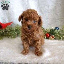 Murphy/Toy Poodle									Puppy/Male	/6 Weeks,Meet the handsome, Murphy! He is a sweet toy poodle, waiting to find his forever family. He has been well socialized with other dogs, and our children. He is AKC registered, microchipped, and is up to date on shots, and wormer. You need to meet him in person to see how smart & sweet he is. Reach out today to make him yours!