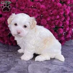 Dixie/Havanese									Puppy/Female	/10 Weeks,Meet Dixie – The Cream & White Havanese Sweetheart! Dixie is a purebred AKC registered Havanese puppy with a soft cream and white coat and a gentle, loving expression that’s impossible to resist. She’s full of personality — playful, affectionate, and eager to bring smiles wherever she goes. Details: • Birthdate: September 15, 2025 • Color: Cream & White • AKC Registered • Microchipped • Up to date on all shots & dewormings • Comes with a health guarantee Dixie has been family raised and well socialized, giving her a confident and friendly temperament that makes her a wonderful fit for any home. Whether you’re looking for a playful companion or a loyal little friend, she’s ready to be by your side. Delivery available right to your door! Contact us today to get your new family member. Dixie is a darling Havanese girl who’s sure to capture hearts and fill your home with love and joy.