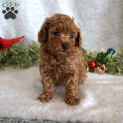 Murphy/Toy Poodle									Puppy/Male	/6 Weeks,Meet the handsome, Murphy! He is a sweet toy poodle, waiting to find his forever family. He has been well socialized with other dogs, and our children. He is AKC registered, microchipped, and is up to date on shots, and wormer. You need to meet him in person to see how smart & sweet he is. Reach out today to make him yours!