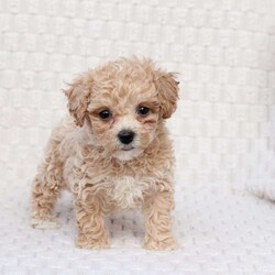 Chase/Bich-Poo									Puppy/Male	/October 4th, 2025,Chase   is 1 of 4 in his litter , he is F1 with an approximate adult weight of 6-9 poundso. 