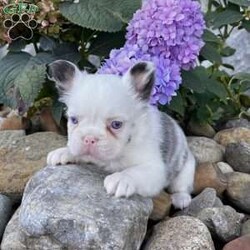 Ritsy/French Bulldog									Puppy/Female	/12 Weeks,Introducing Ritsy, a stunning purebred AKC registered blue Merle and white “husky koi” colored fluffy French Bulldog with mesmerizing blue eyes and a beautifully soft coat. Her rare pattern, compact build, and sweet face make her a true standout — she’s the kind of Frenchie that captures attention everywhere she goes. Details: Birthdate: September 3, 2025 Purebred AKC Registered Color: Blue Merle & White “Husky Koi” Blue Eyes Microchipped Up to date on all shots and dewormings Comes with a health guarantee Raised in a loving family environment, Ritsy is well socialized, playful, and affectionate. She has the perfect blend of beauty, quality, and personality — making her an excellent choice for both families and breeders seeking something special. Delivery is available right to your door! Contact us today to bring Rosa home: Ritsy is a rare beauty with the structure, color, and temperament that make her truly exceptional. Don’t miss your chance to make her part of your family!