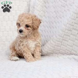 Chase/Bich-Poo									Puppy/Male	/October 4th, 2025,Chase   is 1 of 4 in his litter , he is F1 with an approximate adult weight of 6-9 poundso. 