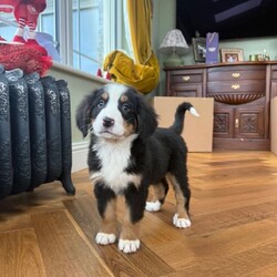 Bernese Mountain Dog Pups/Bernese Mountain Dog/Female/8 weeks,We’re excited to share that our beautiful Bernese Mountain Dog Bonnie has had a healthy litter of stunning puppies — and they’re soon ready to meet their new families!