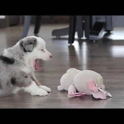 Abby/Miniature Australian Shepherd									Puppy/Female	/8 Weeks,Meet Abby! An irresistibly sweet and adorable AKC Miniature Australian Shepherd puppy. With a coat as soft as a cloud and eyes that sparkle with curiosity, she is sure to steal the spotlight wherever she may go.  Mini Aussies are known for their intelligence, playful energy and friendly nature, making them a favorite for families and individuals alike. They form strong bonds to their people and they thrive on love and attention. Whether you’re hiking a trail or relaxing at home, she will bring a spark of fun and companionship that’s hard to match. Loyal, bright, and endlessly affectionate, she’s not just a pet—she’s a best friend in the making. This beautiful girl will follow your lead and join you on countless adventures!