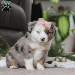 Abby/Miniature Australian Shepherd									Puppy/Female	/8 Weeks,Meet Abby! An irresistibly sweet and adorable AKC Miniature Australian Shepherd puppy. With a coat as soft as a cloud and eyes that sparkle with curiosity, she is sure to steal the spotlight wherever she may go.  Mini Aussies are known for their intelligence, playful energy and friendly nature, making them a favorite for families and individuals alike. They form strong bonds to their people and they thrive on love and attention. Whether you’re hiking a trail or relaxing at home, she will bring a spark of fun and companionship that’s hard to match. Loyal, bright, and endlessly affectionate, she’s not just a pet—she’s a best friend in the making. This beautiful girl will follow your lead and join you on countless adventures!