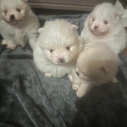 Pomeranian puppies /Pomeranian/Female/Sex: Mixed Litter,Say hello to my tiny gorgeous Pommies who are raised with care and lot of Love. These precious puppies are well socialised to children and used all household noises. They are 6 week old on the photos with their names on and 4 weeks old in the video. 