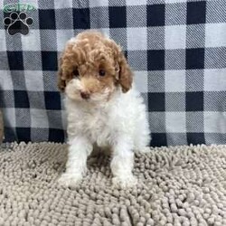 Nita/Miniature Poodle									Puppy/Female	/October 6th, 2025,Meet Nita a cute little Miniature Poodle, she is ACA Reg. Vet checked and shots are up to date.   parents weights are mom (Niki) 9 lbs and dad (Spiker) 13.2 lbs 