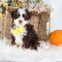 Flax/Mini Bernedoodle									Puppy/Male	/25 Weeks,Flax is a chocolate-coated micro Bernedoodle with a personality as rich and inviting as his fur. Curious, playful, and affectionate, Flax brings energy and warmth to every room he enters. His soft, hypoallergenic coat makes cuddles cozy and safe, perfect for snuggling after a busy day of play.