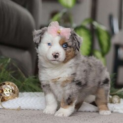Abby/Miniature Australian Shepherd									Puppy/Female	/8 Weeks,Meet Abby! An irresistibly sweet and adorable AKC Miniature Australian Shepherd puppy. With a coat as soft as a cloud and eyes that sparkle with curiosity, she is sure to steal the spotlight wherever she may go.  Mini Aussies are known for their intelligence, playful energy and friendly nature, making them a favorite for families and individuals alike. They form strong bonds to their people and they thrive on love and attention. Whether you’re hiking a trail or relaxing at home, she will bring a spark of fun and companionship that’s hard to match. Loyal, bright, and endlessly affectionate, she’s not just a pet—she’s a best friend in the making. This beautiful girl will follow your lead and join you on countless adventures!