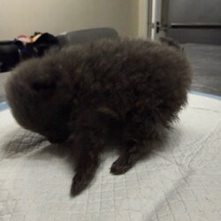 Pomeranian puppy/Pomeranian/Female/Sex: Male,Pomeranian boy puppy for sale he is a very unusual colour his mum is black and dad is red and he has both coloured fur which makes him dark grey. He has been wormed regularly and is free from fleas. He has been handled by an 8 year old so is very friendly and playful. Both parents are small full Pomeranian’s. He will be ready to go to new home on 21st December when he will be 8 weeks old. Both parents can be seen.
