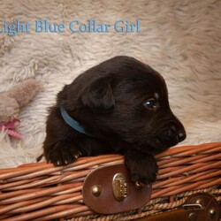 Beautiful bedlington whippet x lurcher puppies!/Whippet/Female/Sex: Mixed Litter,**We have some viewings booked in this weekend on the 6th/7th of December. There are still some available slots if you would like to book a viewing. Weekday viewings are also possible by arrangement**