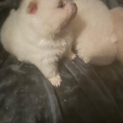 Pomeranian puppies /Pomeranian/Female/Sex: Mixed Litter,Say hello to my tiny gorgeous Pommies who are raised with care and lot of Love. These precious puppies are well socialised to children and used all household noises. They are 6 week old on the photos with their names on and 4 weeks old in the video. 