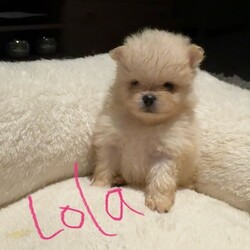 Pomeranian puppies /Pomeranian/Female/Sex: Mixed Litter,Say hello to my tiny gorgeous Pommies who are raised with care and lot of Love. These precious puppies are well socialised to children and used all household noises. They are 6 week old on the photos with their names on and 4 weeks old in the video. 