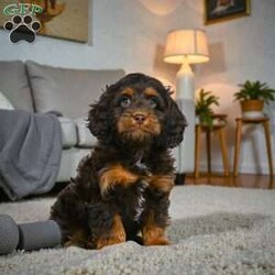 milo/Cockapoo									Puppy/Male	/11 Weeks,Are you looking for an awesome puppy ? This one would love to be your buddy!! Bred ti bring joy and love to your life .This youngster is waiting on you .