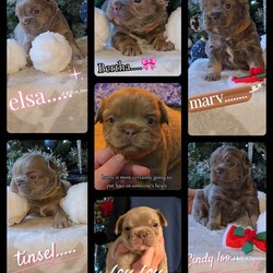 Beautiful kc french bulldogs /French Bulldog/Female/Sex: Mixed Litter,We have Beautiful litter of quality kc fluffy and carrying pink french bulldog puppies available we have 7 girls and 2 boys 