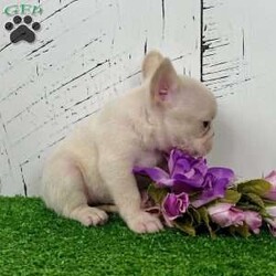 Dolly/French Bulldog									Puppy/Female	/7 Weeks,Dolly — A Sweet & Shiny Cream Frenchie Baby With a Heart-Melting Look! Meet Dolly, an adorable purebred AKC French Bulldog puppy with a soft cream coat, bright expression, and that irresistible Frenchie charm everyone falls in love with. She has a gentle, calm presence and a sweet little face that grabs your heart the moment you look at her. Dolly has been well socialized, given plenty of hands-on attention, and is off to an excellent start. She’s the perfect mix of cuddly, curious, and easygoing — ideal for families, first-time Frenchie owners, or anyone wanting a beautiful, well-bred companion. Dolly’s Information: • Breed: Purebred French Bulldog • Color: Cream • Birthdate: October 31, 2025 • Registration: AKC Registered • Health: Up to date on all shots & dewormings • Extras: Microchipped   Written Health Guarantee • Raised: Family socialized with great early care Dolly is ready to bring joy, cuddles, and a whole lot of personality into her new home. Her good looks, friendly temperament, and quality pedigree make her a truly special little pup. Delivery available right to your doorstep! Contact us today to reserve your new family member! 